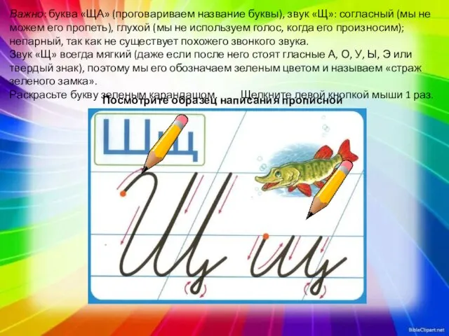 Важно: буква «ЩА» (проговариваем название буквы), звук «Щ»: согласный (мы не