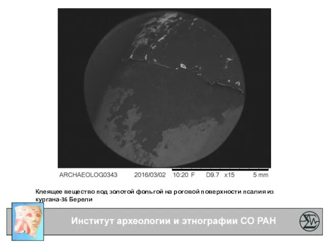 Клеящее вещество под золотой фольгой на роговой поверхности псалия из кургана-36 Берели