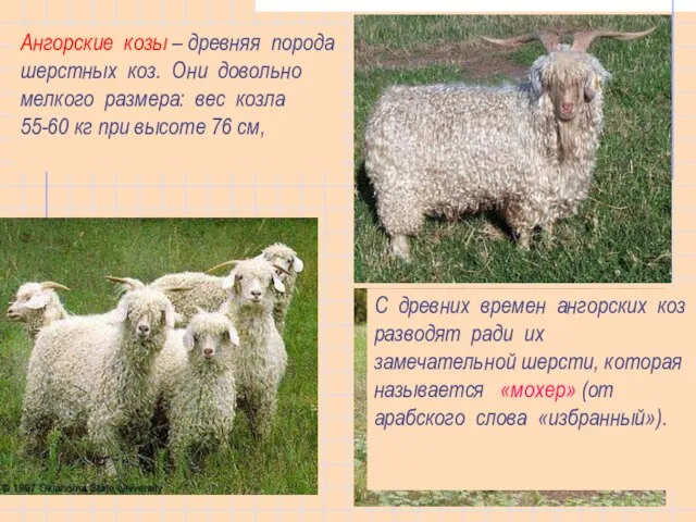 Ангорские козы – древняя порода шерстных коз. Они довольно мелкого размера: