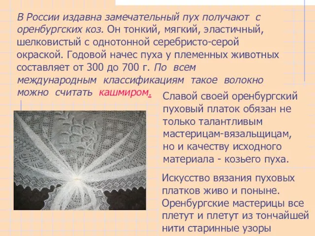 В России издавна замечательный пух получают с оренбургских коз. Он тонкий,
