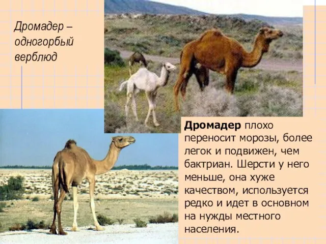 Дромадер – одногорбый верблюд Дромадер плохо переносит морозы, более легок и