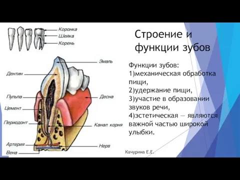 Функции зубов: 1)механическая обработка пищи, 2)удержание пищи, 3)участие в образовании звуков