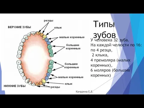 Типы зубов У человека 32 зуба. На каждой челюсти по 16: