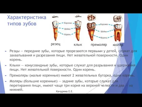 Характеристика типов зубов Резцы — передние зубы, которые прорезаются первыми у