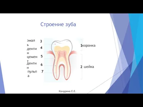 Строение зуба эмаль коронка 3 2 шейка дентин 4 цемент 5