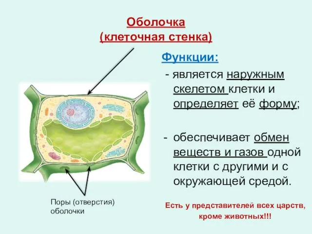 Оболочка (клеточная стенка) Функции: - является наружным скелетом клетки и определяет