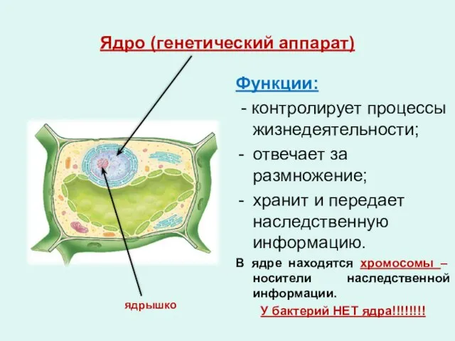 Ядро (генетический аппарат) Функции: - контролирует процессы жизнедеятельности; отвечает за размножение;