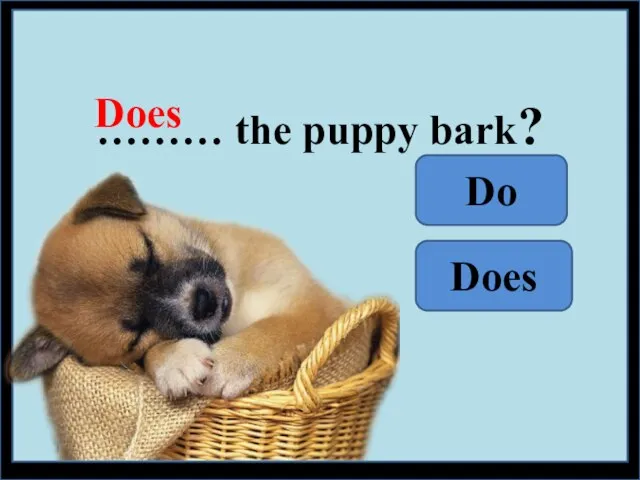 ……… the puppy bark? Does Do Does