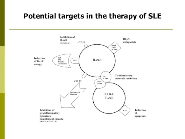 Potential targets in the therapy of SLE