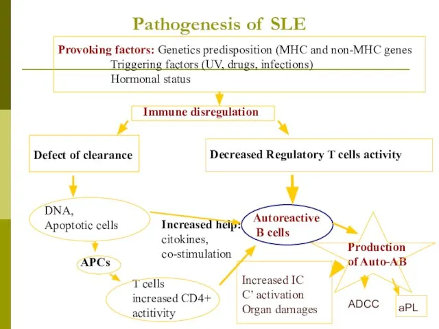 Pathogenesis of SLE Provoking factors: Genetics predisposition (MHC and non-MHC genes