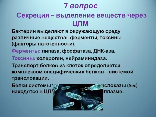 7 вопрос Секреция – выделение веществ через ЦПМ Бактерии выделяют в