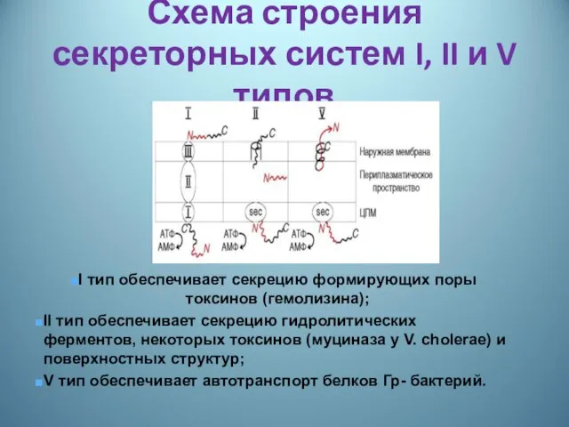 Схема строения секреторных систем I, II и V типов I тип