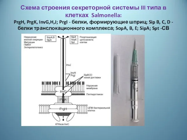 Схема строения секреторной системы III типа в клетках Salmonella: PrgH, PrgK,