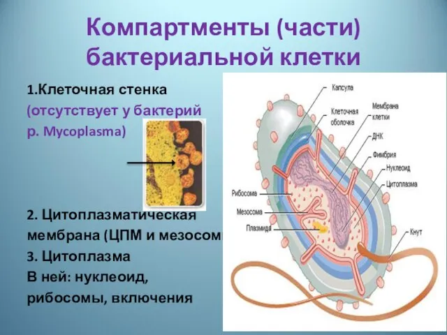 Компартменты (части) бактериальной клетки 1.Клеточная стенка (отсутствует у бактерий р. Mycoplasma)