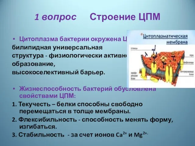 1 вопрос Строение ЦПМ Цитоплазма бактерии окружена ЦПМ. билипидная универсальная структура