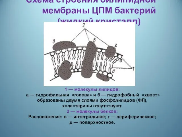 Схема строения билипидной мембраны ЦПМ бактерий (жидкий кристалл) 1 — молекулы