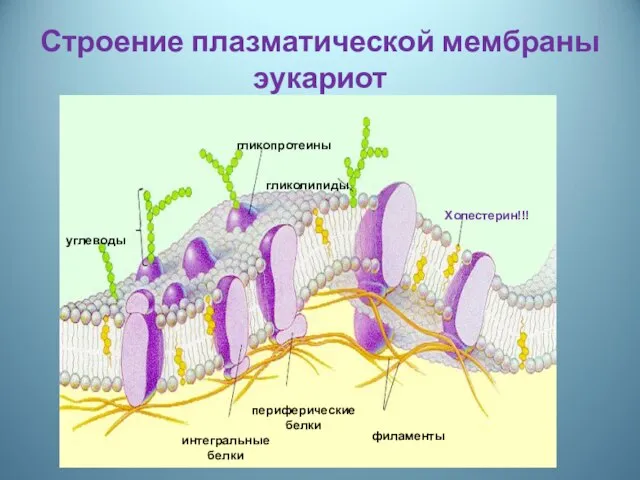 Строение плазматической мембраны эукариот гликопротеины гликолипиды Холестерин!!! филаменты периферические белки интегральные белки углеводы