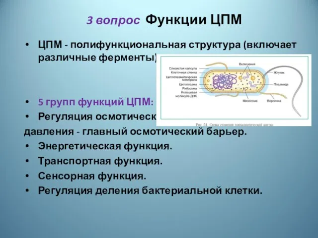 3 вопрос Функции ЦПМ ЦПМ - полифункциональная структура (включает различные ферменты).