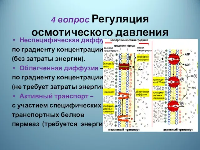 4 вопрос Регуляция осмотического давления Неспецифическая диффузия по градиенту концентрации (без