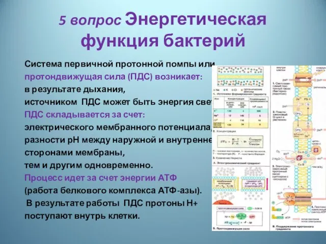 5 вопрос Энергетическая функция бактерий Система первичной протонной помпы или протондвижущая