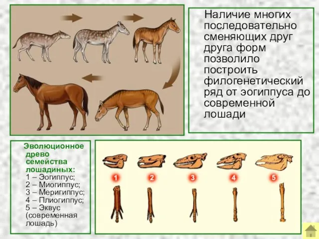 Наличие многих последовательно сменяющих друг друга форм позволило построить филогенетический ряд