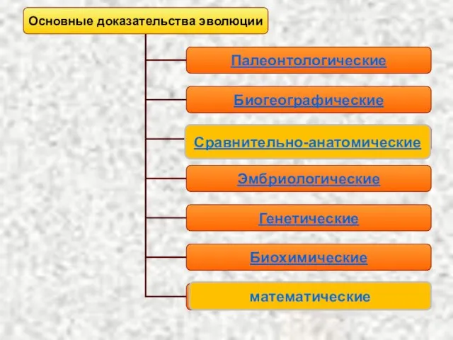 Сравнительно-анатомические математические