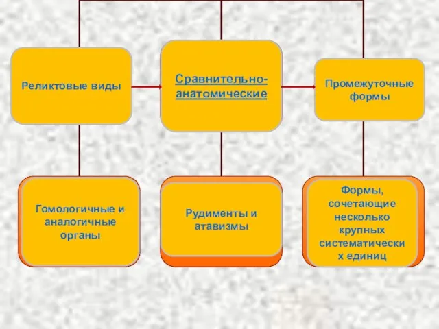 Сравнительно-анатомические Реликтовые виды Промежуточные формы Рудименты и атавизмы Формы, сочетающие несколько