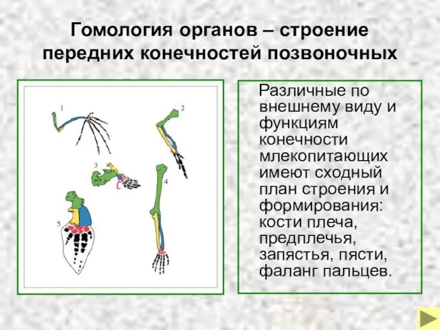 Гомология органов – строение передних конечностей позвоночных Различные по внешнему виду