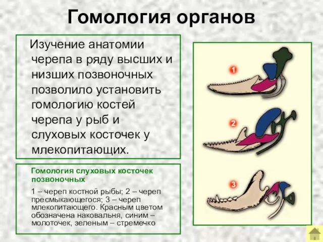 Гомология органов Гомология слуховых косточек позвоночных 1 – череп костной рыбы;