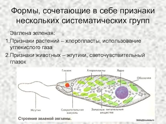 Формы, сочетающие в себе признаки нескольких систематических групп Эвглена зеленая: Признаки