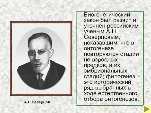 Биогенетический закон был развит и уточнен российским ученым А.Н.Северцовым, показавшим, что