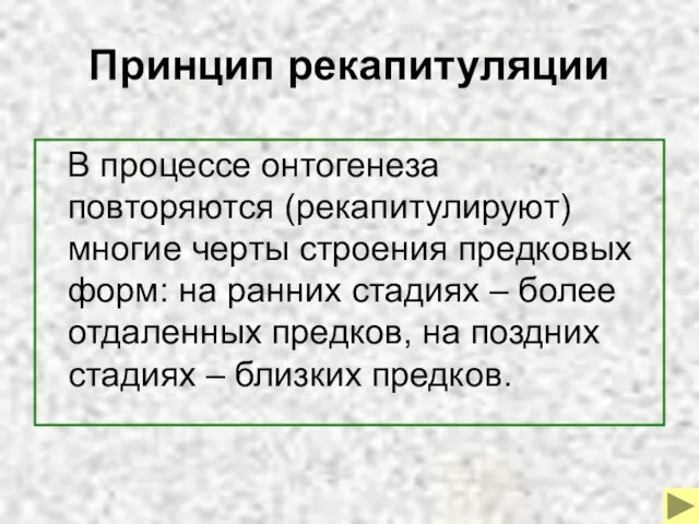 Принцип рекапитуляции В процессе онтогенеза повторяются (рекапитулируют) многие черты строения предковых