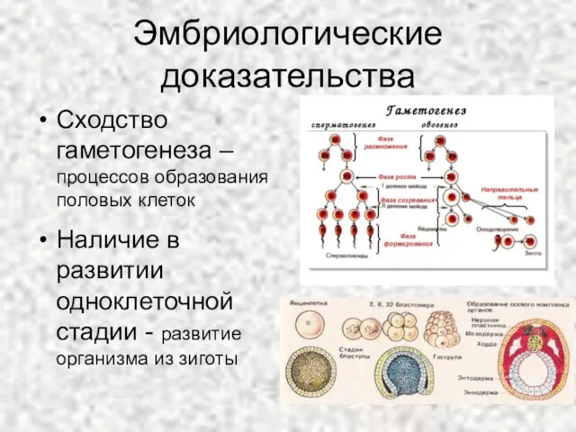 Эмбриологические доказательства Сходство гаметогенеза – процессов образования половых клеток Наличие в