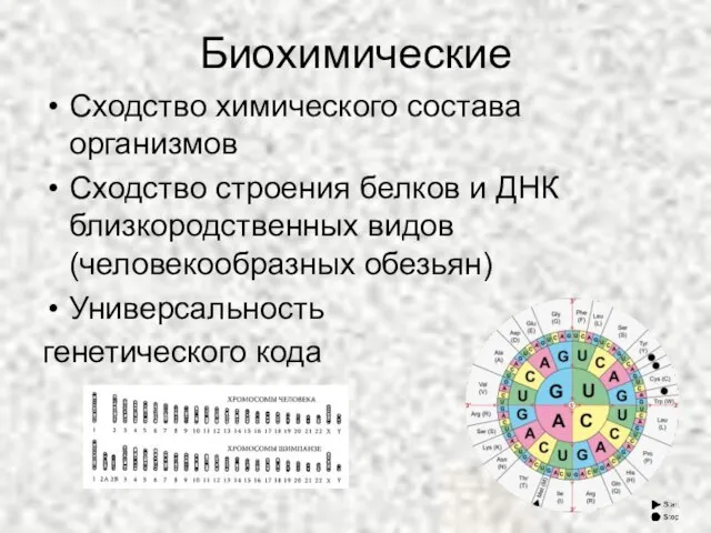 Биохимические Сходство химического состава организмов Сходство строения белков и ДНК близкородственных