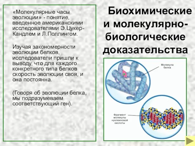 Биохимические и молекулярно-биологические доказательства «Молекулярные часы эволюции» - понятие, введенное американскими