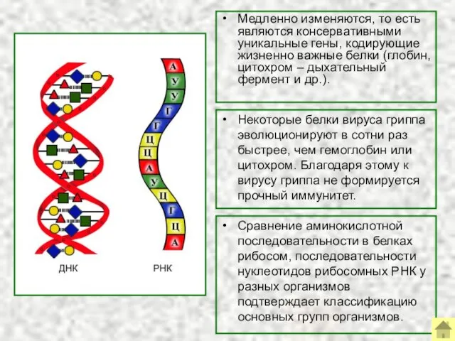 Медленно изменяются, то есть являются консервативными уникальные гены, кодирующие жизненно важные