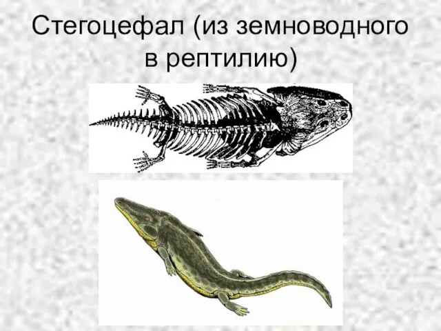 Стегоцефал (из земноводного в рептилию)