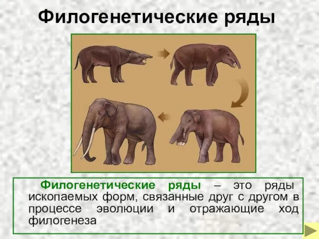 Филогенетические ряды Филогенетические ряды – это ряды ископаемых форм, связанные друг