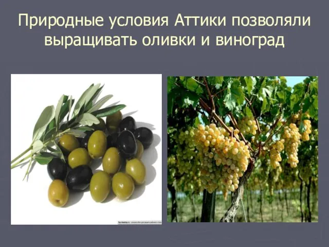 Природные условия Аттики позволяли выращивать оливки и виноград