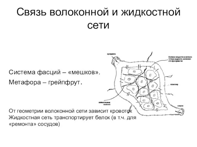 Система фасций – «мешков». Метафора – грейпфрут. От геометрии волоконной сети