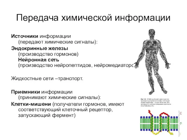 Передача химической информации Источники информации (передают химические сигналы): Эндокринные железы (производство