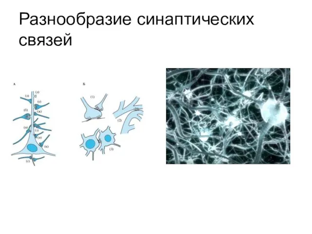 Разнообразие синаптических связей