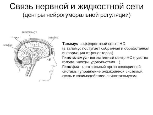 Связь нервной и жидкостной сети (центры нейрогуморальной регуляции) Таламус - афферентный