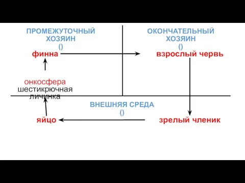 ОКОНЧАТЕЛЬНЫЙ ХОЗЯИН () взрослый червь зрелый членик яйцо ВНЕШНЯЯ СРЕДА ()