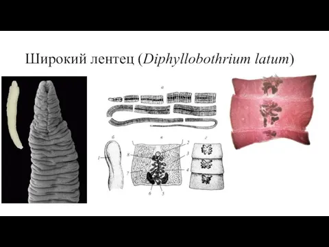 Широкий лентец (Diphyllobothrium latum)