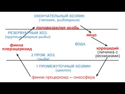 ОКОНЧАТЕЛЬНЫЙ ХОЗЯИН (человек, рыбоядные) половозрелая особь ВОДА корацидий (личинка с ресничками)