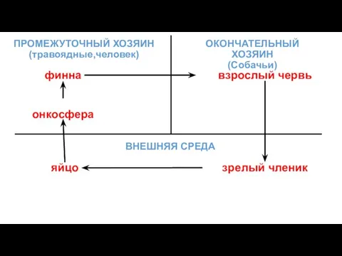 ОКОНЧАТЕЛЬНЫЙ ХОЗЯИН (Собачьи) взрослый червь зрелый членик яйцо ВНЕШНЯЯ СРЕДА ПРОМЕЖУТОЧНЫЙ ХОЗЯИН (травоядные,человек) онкосфера финна