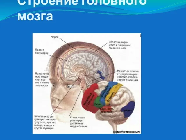 Строение головного мозга