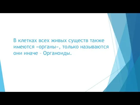 В клетках всех живых существ также имеются «органы», только называются они иначе – Органоиды.