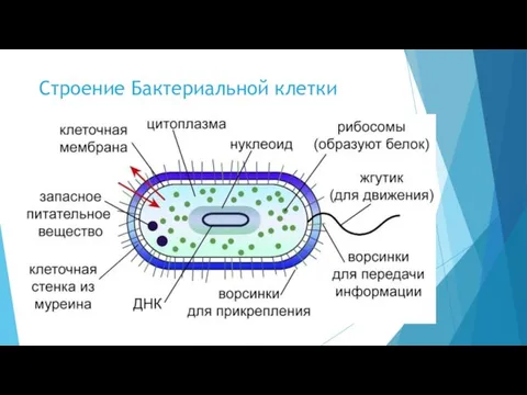 Строение Бактериальной клетки